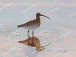 Curlew