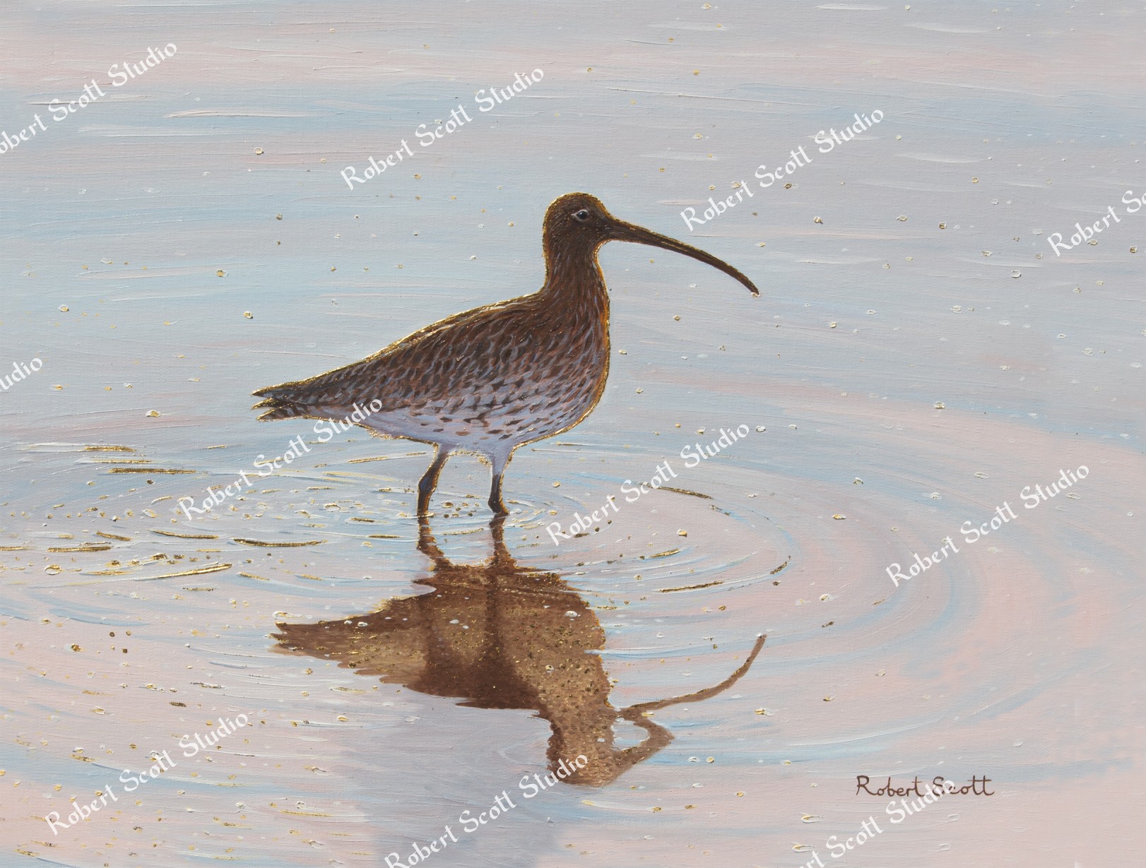 Curlew