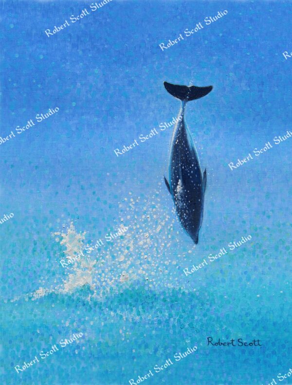 Dusky Dolphin, "What goes up..."