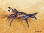 The Grumpy Crab