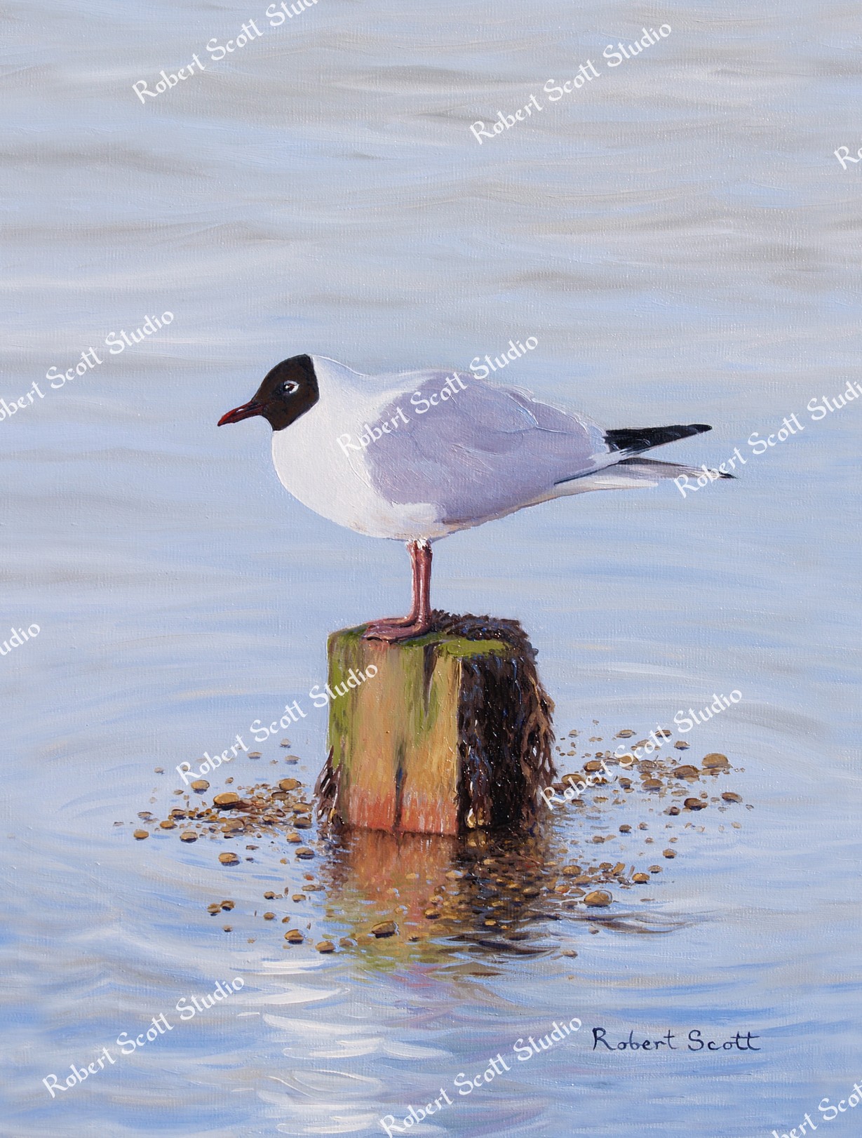 Black Headed Gull (On a Post)