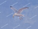 Herring Gull in Flight