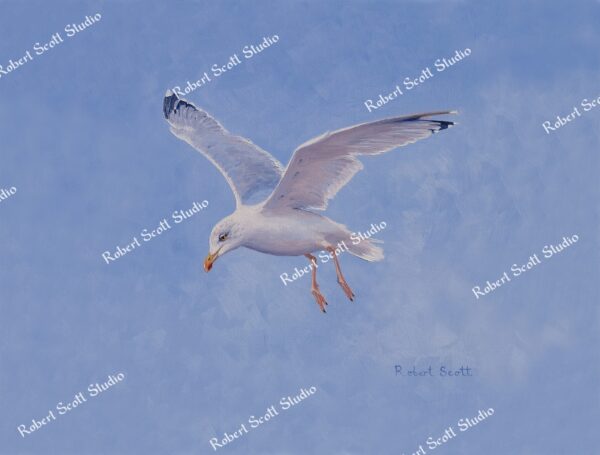Herring Gull in Flight
