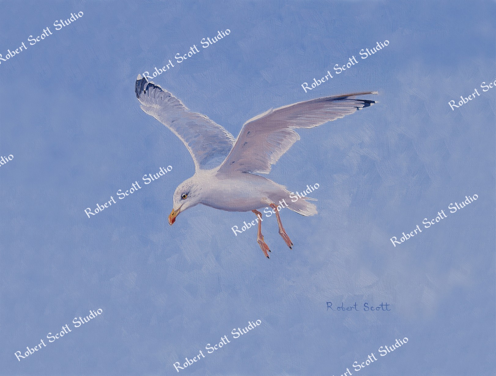 Herring Gull in Flight