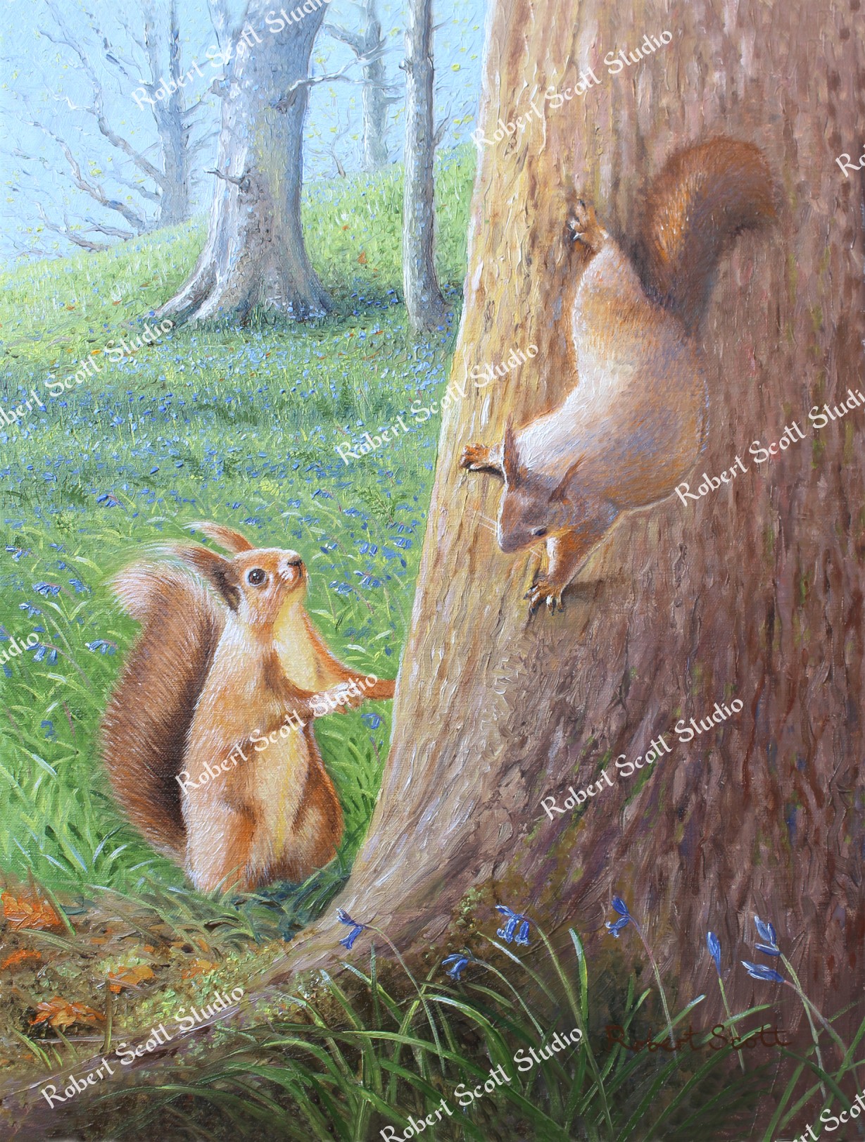 Red Squirrels (Hide and Seek)